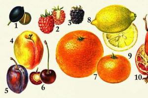 Плоды: классификация плодов и особенности их строения